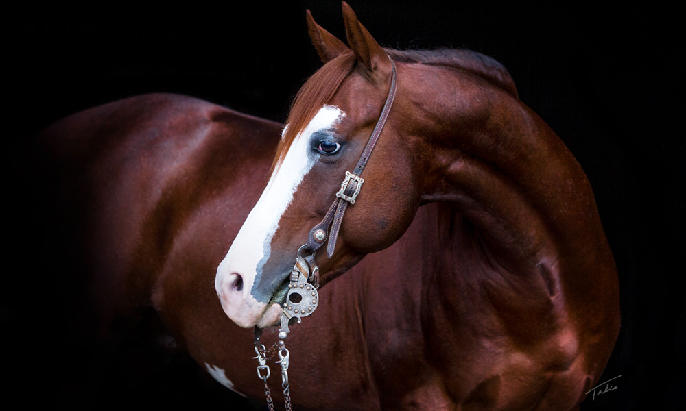 Cats Picasso portrait