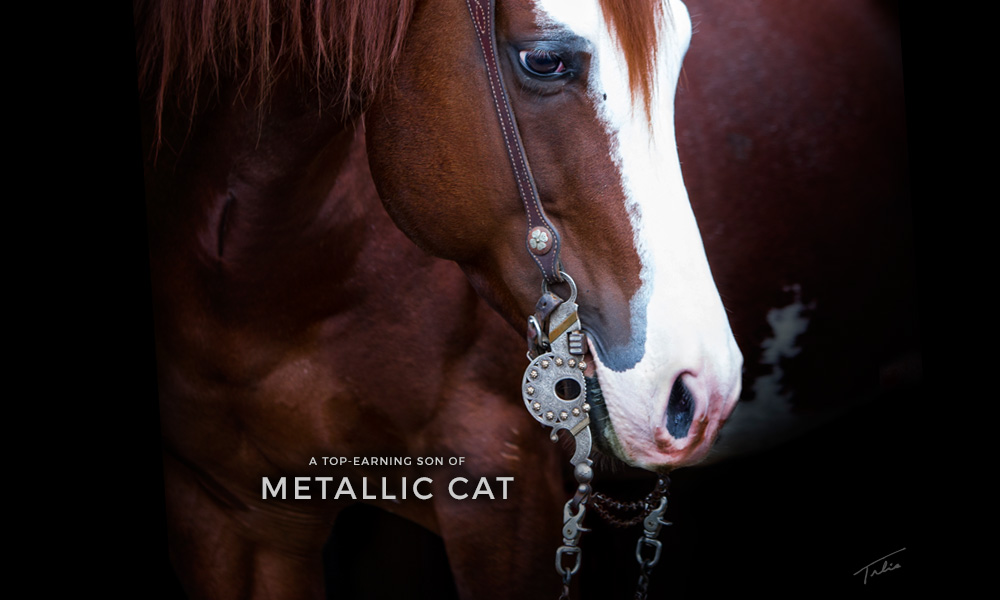 Cats Picasso closeup